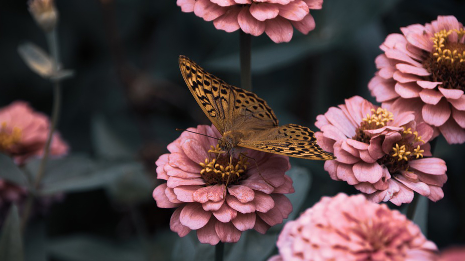 https://pixabay.com/ru