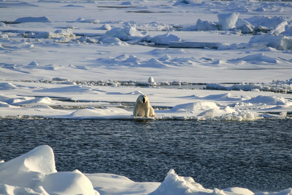 Пресс-конференция, посвященная Большой Арктической Экспедиции 2019 года, пройдет 7 марта