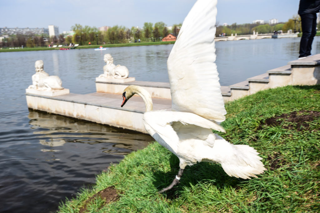 Лето лебеди проводят на пруду в «Царицыне», зиму — в спецпитомнике. Фото: Пелагия Замятина, «Вечерняя Москва»