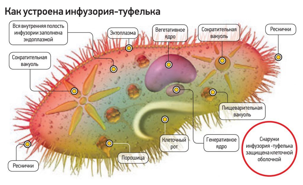 Какую функцию в теле инфузории туфельки выполняют органоиды обозначенные на рисунке вопросительным