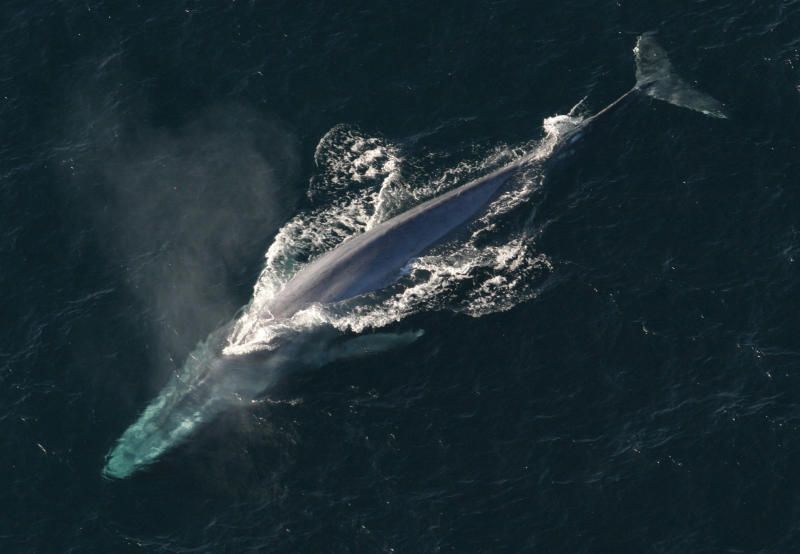 Голубой кит достигает 30 метров в длину и 180 тонн или более по весу, при этом питается практически исключительно небольшими существами, похожими на креветок и известными под названием «криль». Голубой кит распространен от Чукотского моря, Гренландии до Шпицбергена и от Новой Земли до Антарктики. Фото: wikipedia.org