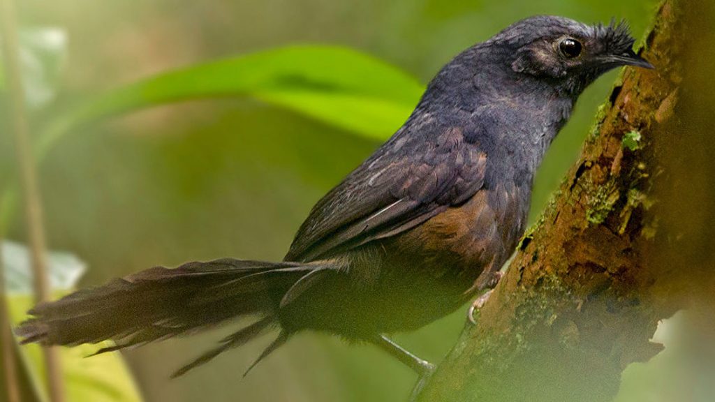 Топаколо Штреземанна. American Bird Conservancy /Ciro Albano