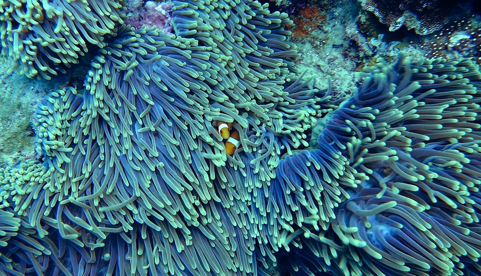 Кораллы умеют возрождаться