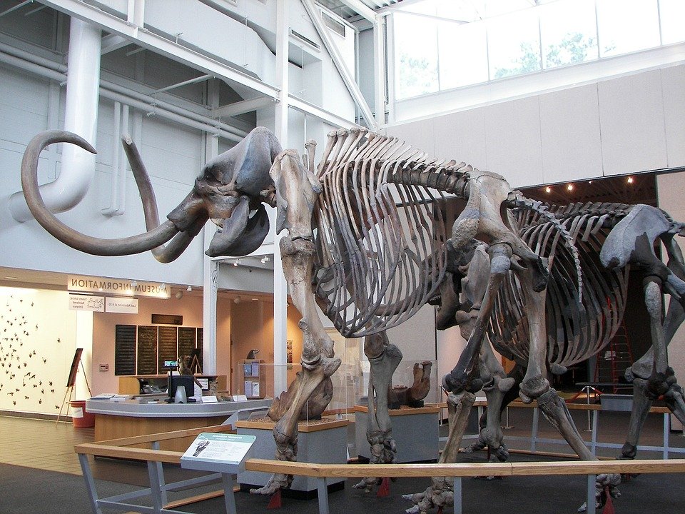 По мнению ученых, это проливает свет на то, как нашим предкам удавалось охотиться на такое крупное животное, как мамонт / https://pixabay.com/ru/