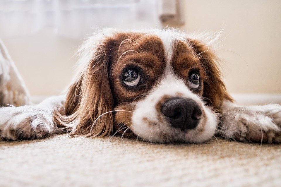 Общепринятая схема, когда за год жизни собаки берется семь лет жизни человека, некорректна, pixabay.com