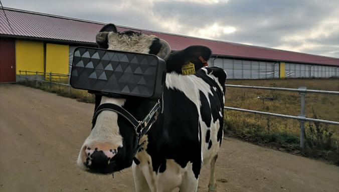 В качестве эксперимента на коров надели очки виртуальной реальности, Https://Msh.Mosreg.Ru/