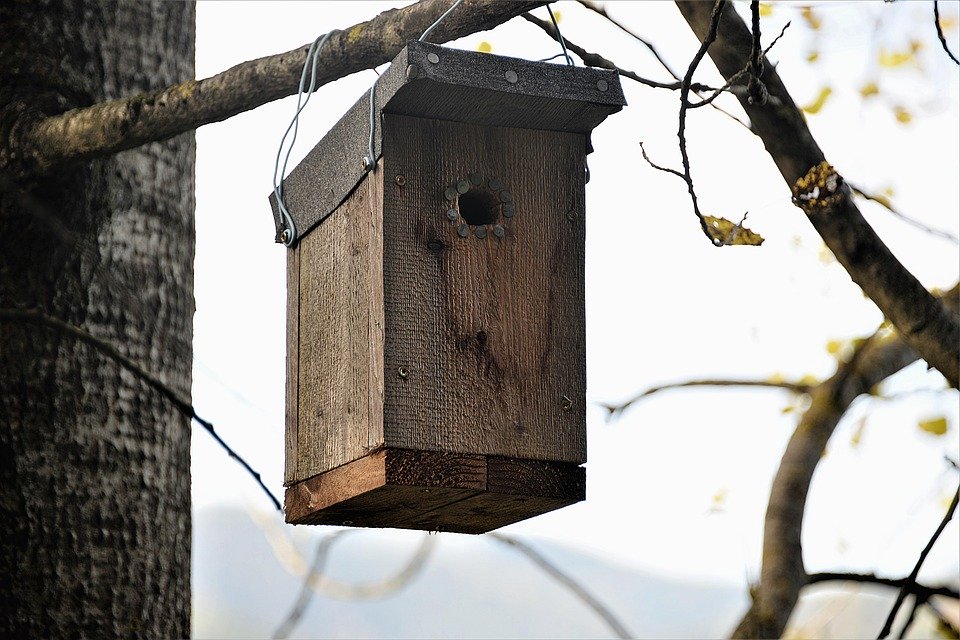 Из-за увеличения количества кормов, большее количество птиц осталось на зимовку, pixabay.com