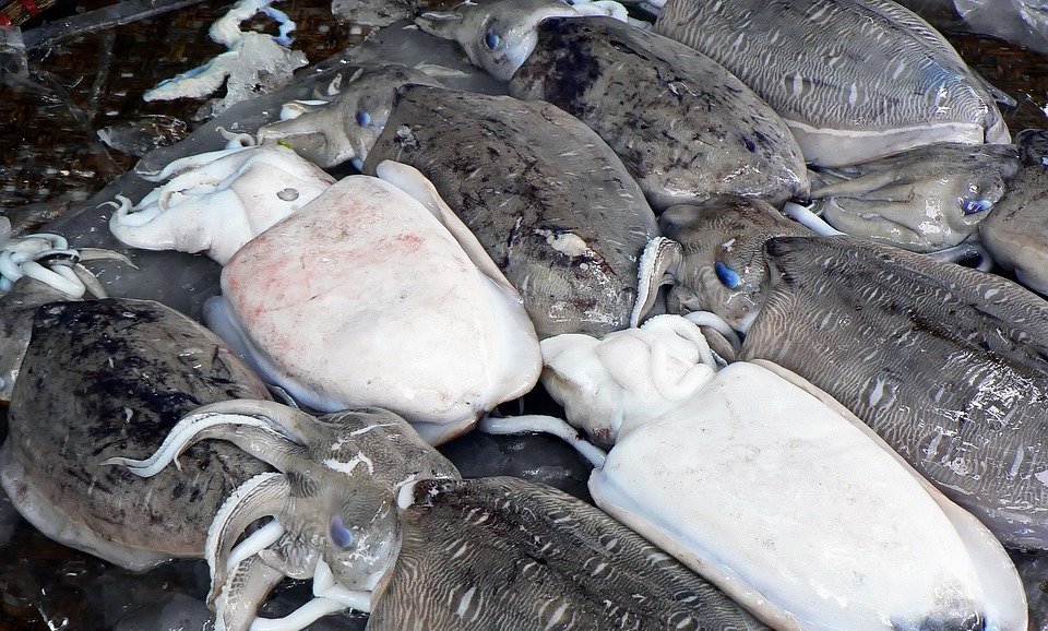 Как показали исследования, каракатицы перед вкусным ужином стараются не объедаться в обед, pixabay.com