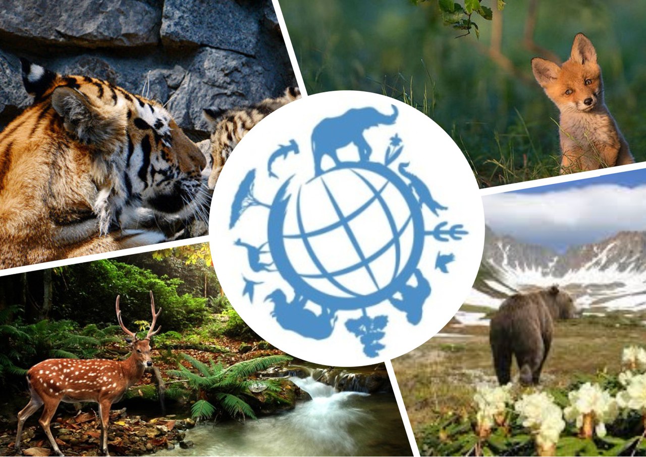 Отчет день дикой природы. Виды биоразнообразия. Защита Флоры и фауны природы. Охрана животных.