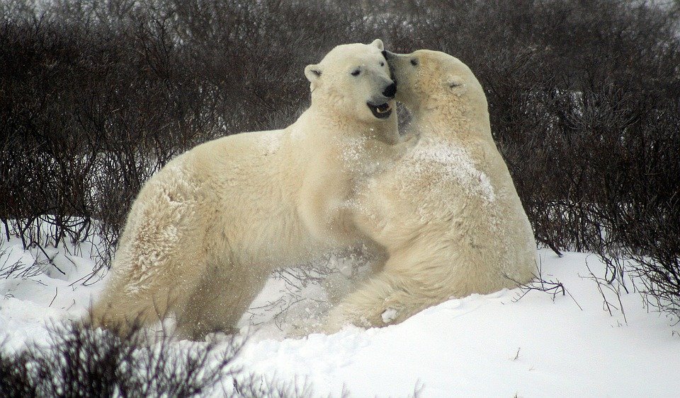 Из-за таяния льдов столкнуться лицом к лицу с полярным медведем рискуют обитатели Новой земли и Ненецкого округа, pixabay.com