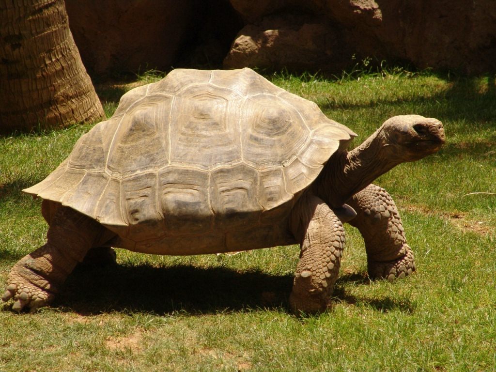 23 мая – Всемирный день черепахи