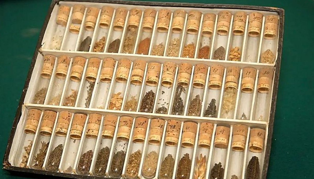 Образцы семян из коллекции Николая Вави- лова — бес ценный «банк генов». По некоторым сведе- ниям, ее стоимость оценивалась не так давно в 8 триллио- нов долларов